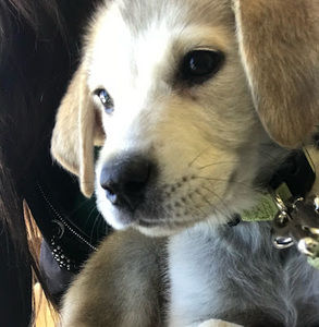 Meet your Posher, Prangtip